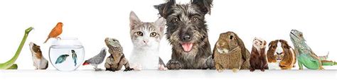 pet foufe|UK Pet Forums Forum